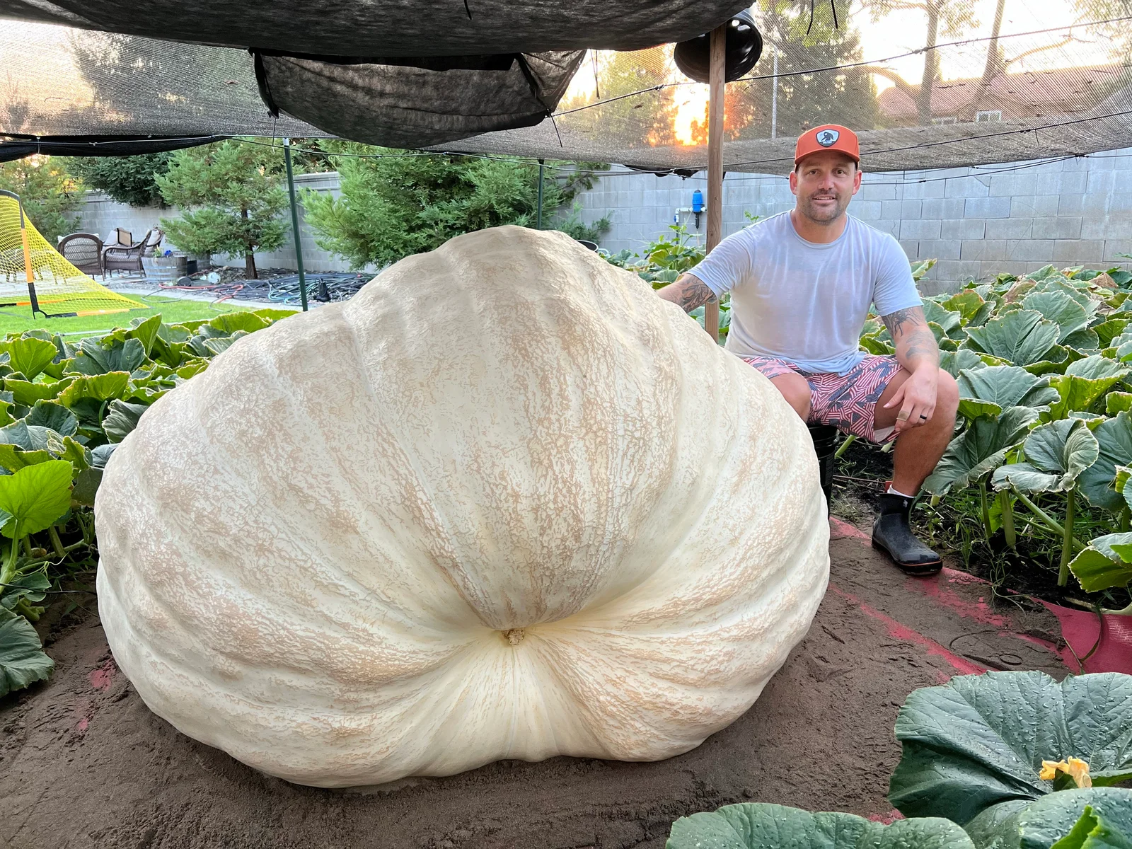 Commercial growing operation
